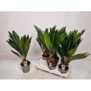 CYCAS REVOLUTA