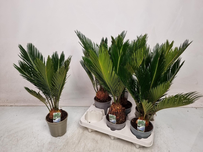<h4>CYCAS REVOLUTA</h4>