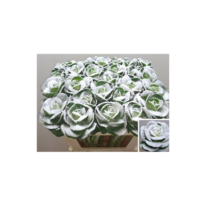 <h4>Brass Klb Snow</h4>