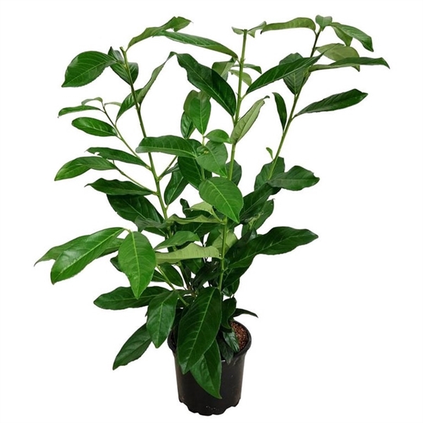 <h4>Prunus laur. 'Genolia' ®</h4>