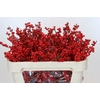 Ilex Rood