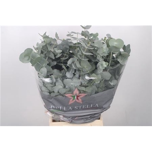 EUC CINEREA PER BUNCH 200 GRAM