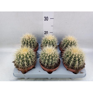 Echinocactus grusonii