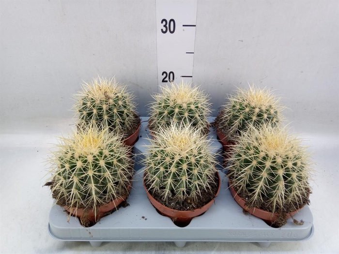 <h4>Echinocactus grusonii</h4>