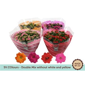 Kalanchoë Double Mix in SV.COloursleeve - white & yellow