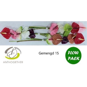Anth A Gemengd X15