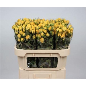 R Tr Golden Blossoms