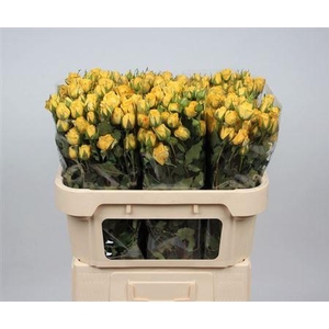 R Tr Golden Blossoms