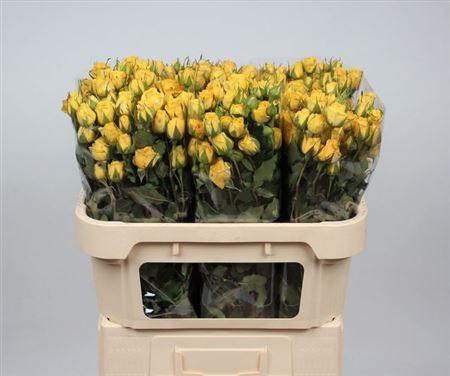 <h4>R Tr Golden Blossoms</h4>