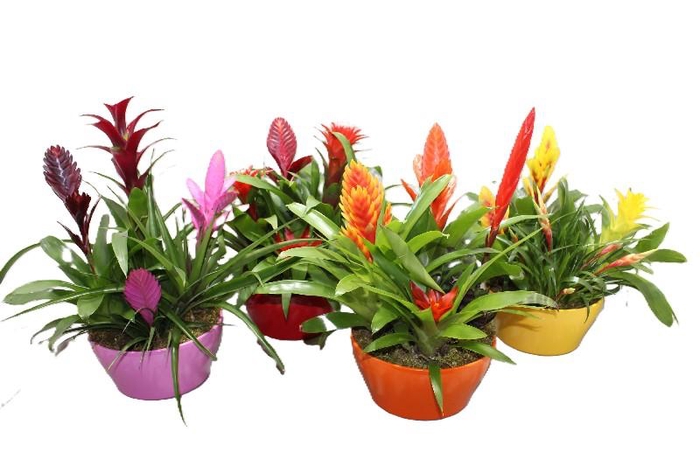 <h4>Bromelia compositie H% keramiek Coupe Exotic Classic Ø23</h4>