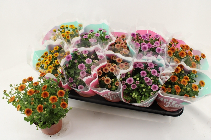 <h4>CHRYS JELLYFI GEM</h4>