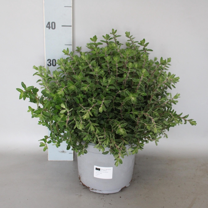 <h4>Kruiden I Origanum Majorana (Marjolein) 18cm</h4>