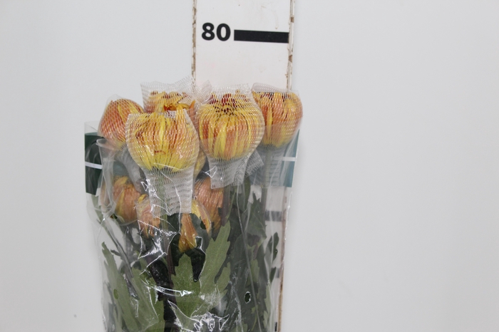 <h4>ANASTASIA DARK FUEGO 080 CM</h4>