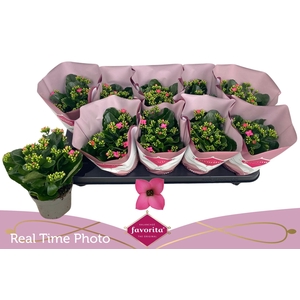 KAL EN BEL ROSA PINK