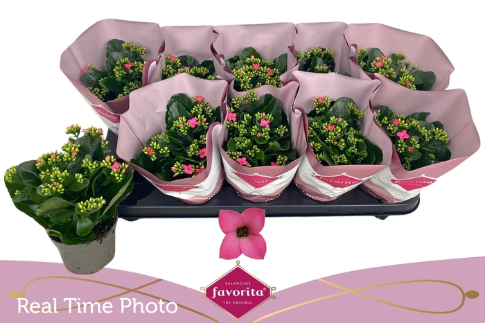 <h4>KAL EN BEL ROSA PINK</h4>