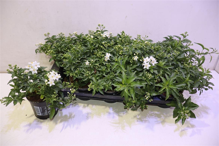 <h4>Solanum Jasminoides</h4>