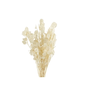 Dried Lunaria Bleached Bunch
