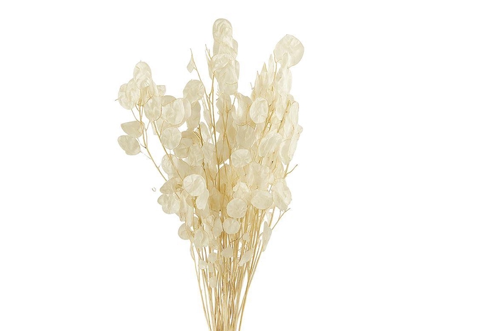 <h4>Dried Lunaria Bleached Bunch</h4>