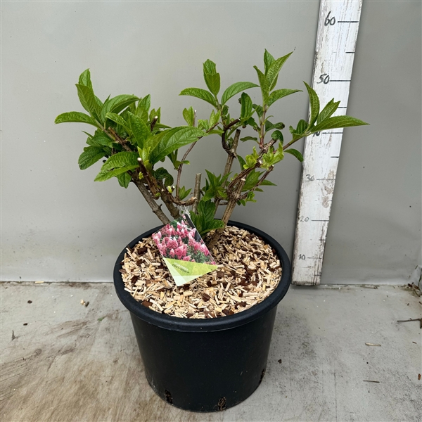 <h4>hydrangea paniculata pinky winky p30 / 12 ltr</h4>