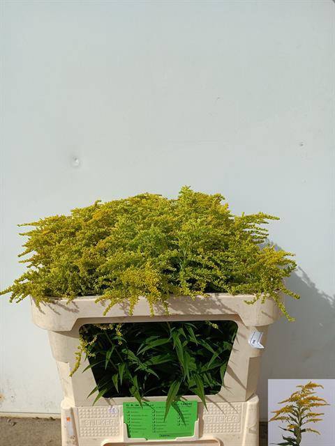 <h4>SOLI STRAHLENKRONE</h4>