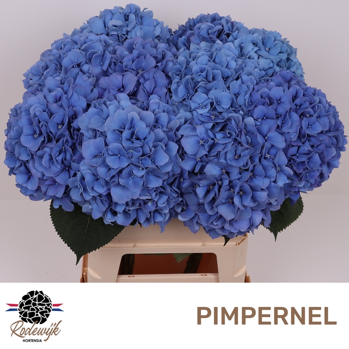 <h4>HYDR M CH PIMPERNEL</h4>