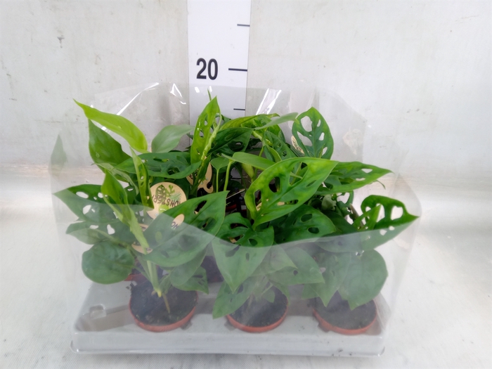 <h4>Monstera   ...</h4>