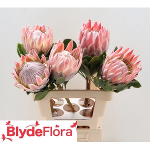 PROTEA CYNAROIDES