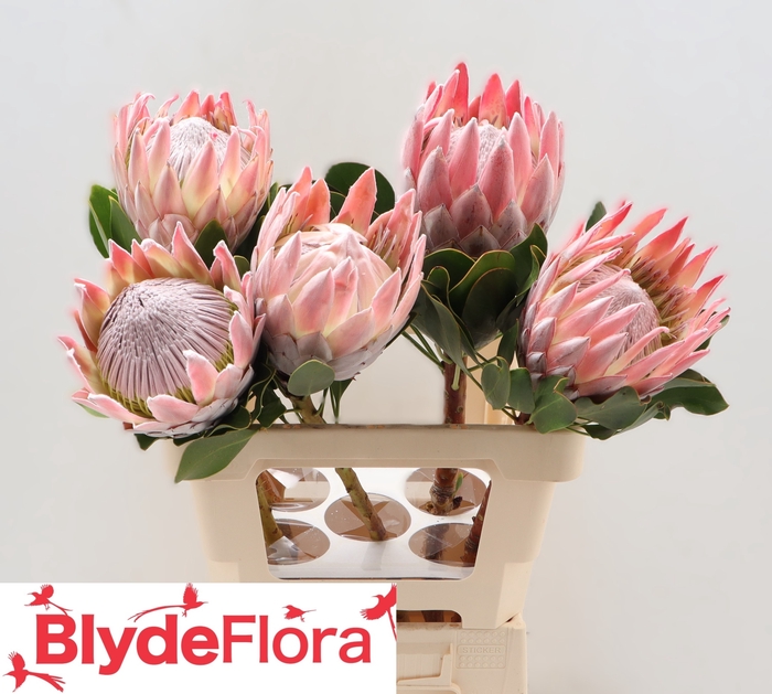 <h4>PROTEA CYNAROIDES</h4>
