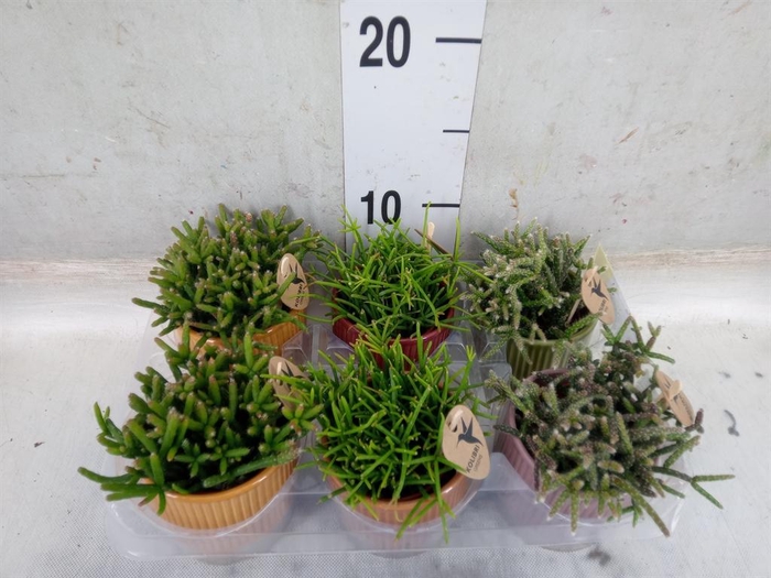 <h4>Rhipsalis   ...mix</h4>