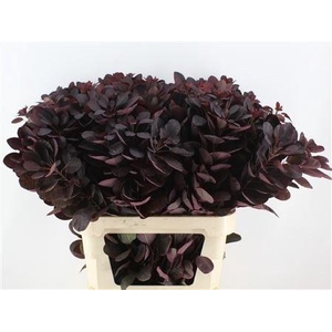 COTI C ROYAL PURPLE