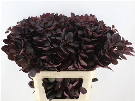 <h4>COTI C ROYAL PURPLE</h4>