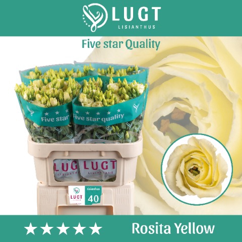 <h4>Lisianthus Rosita Yellow</h4>