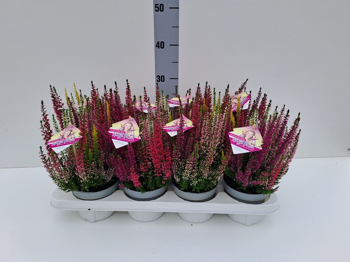 <h4>Calluna vulg. 'High Five'   ...mix</h4>