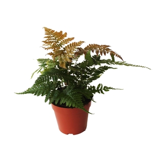 Dryopteris erythrosora