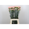 Dianthus St Sarah Pink