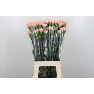 Dianthus St Sarah Pink