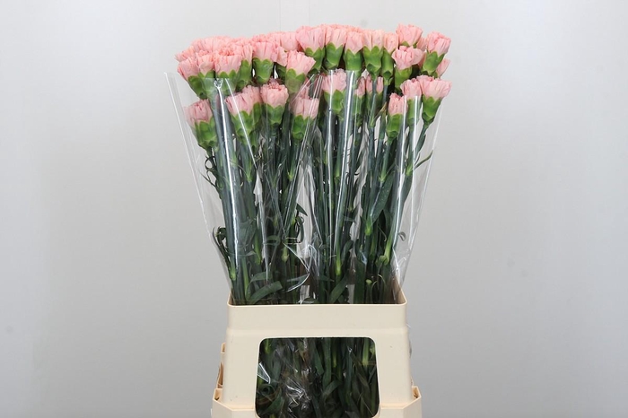 Dianthus St Sarah Pink