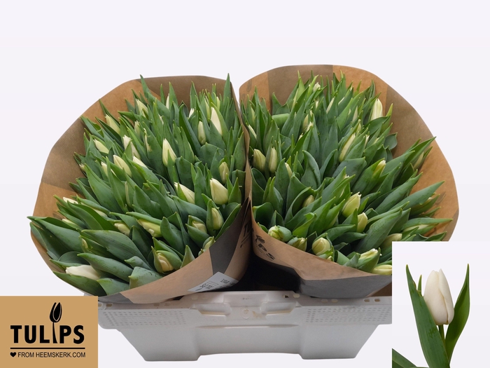 <h4>TU EN UPDATE</h4>