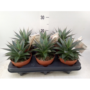 Agave  'Shaka Zulu'