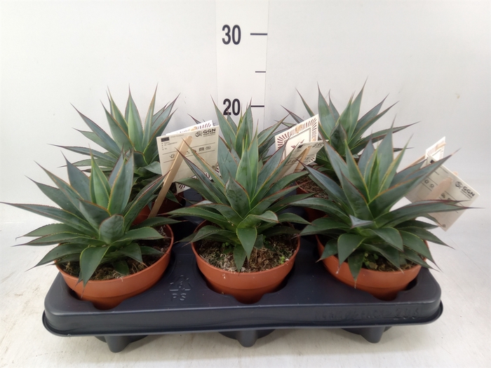 <h4>Agave  'Shaka Zulu'</h4>