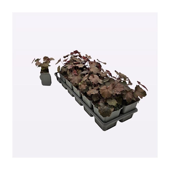 <h4>Heuchera micrantha 'Palace Purple'</h4>