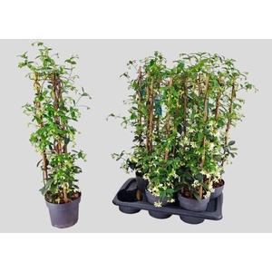 TRAC JASMINOIDES