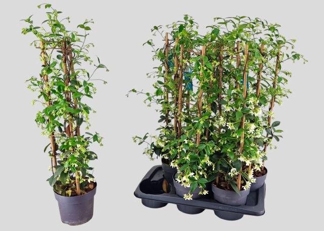 <h4>TRAC JASMINOIDES</h4>