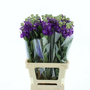 Matth Incana Iron Purple Extra