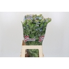 Oxypetalum Tweedia Blue
