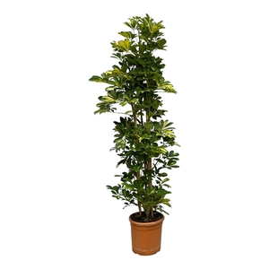 Schefflera Arboricola 'Gold Capella' - 180cm