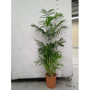 Chamaedorea seifrizii