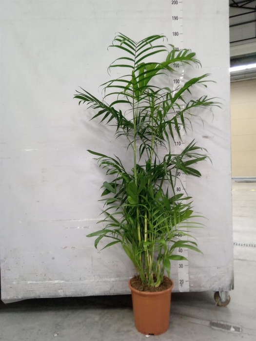 <h4>Chamaedorea seifrizii</h4>