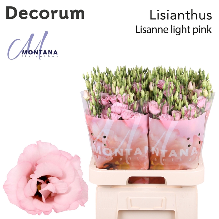 <h4>Lisianthus Lisanne light pink 70cm</h4>