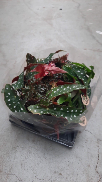 <h4>Begonia BD ...</h4>